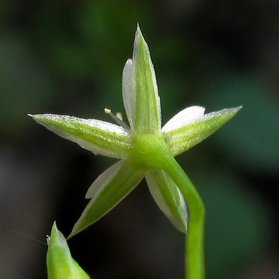 Stellaria14