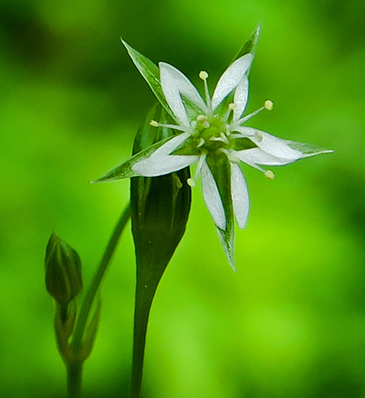 Stellaria15b