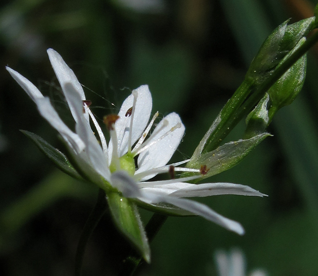 Stellaria3