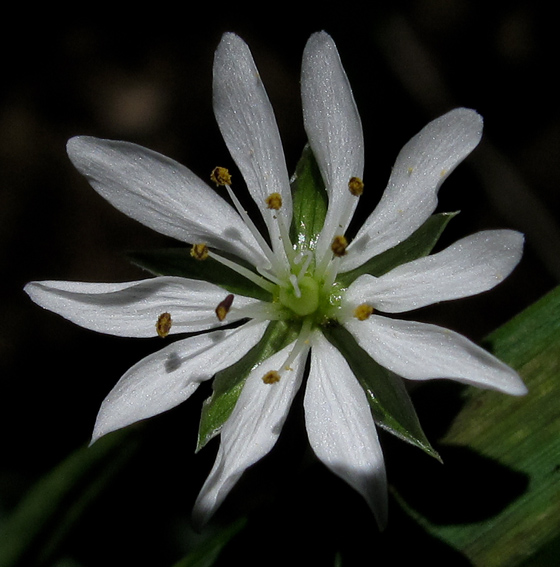 Stellaria3b