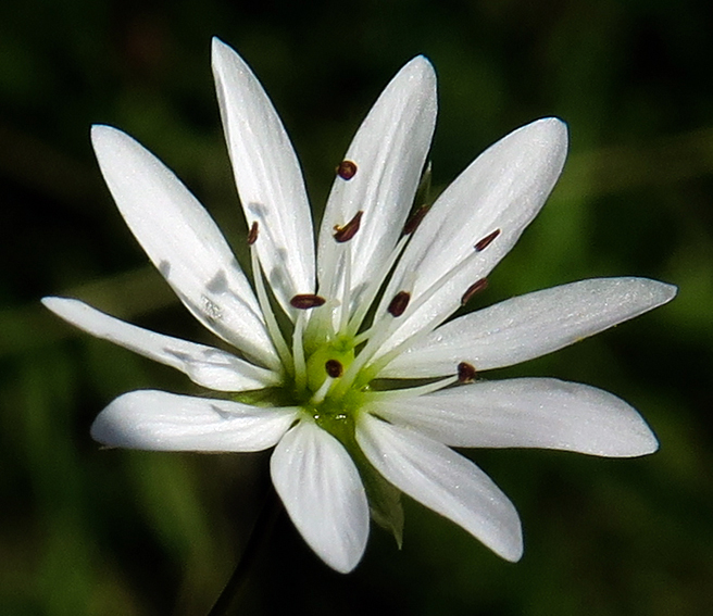 Stellaria2