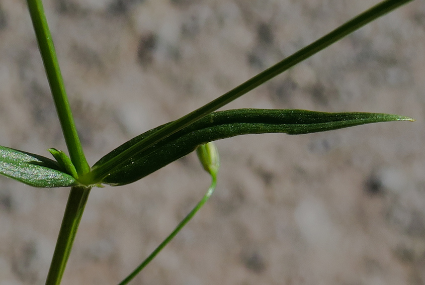 Stellaria1