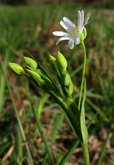 Stellaria4