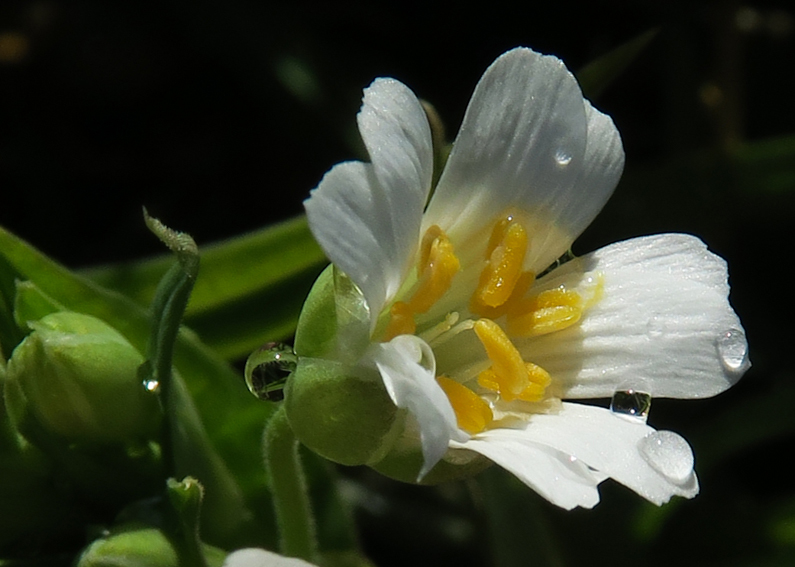 Stellaria6c