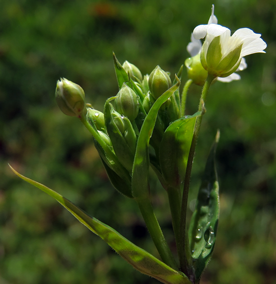 Stellaria6a