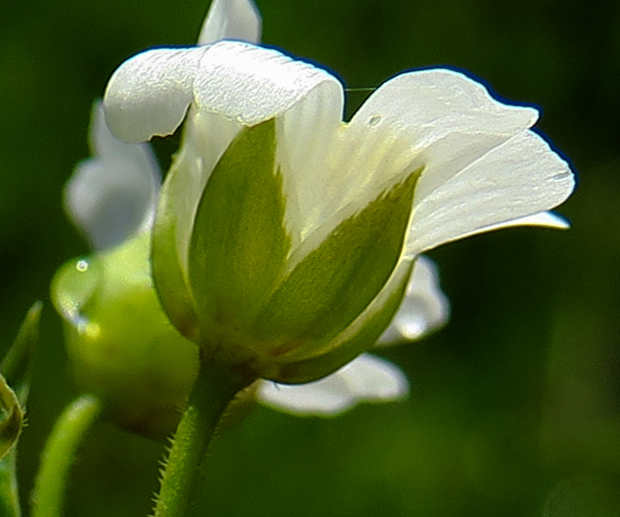 Stellaria6b