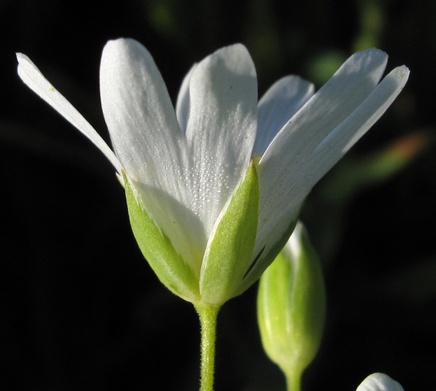 Stellaria4b