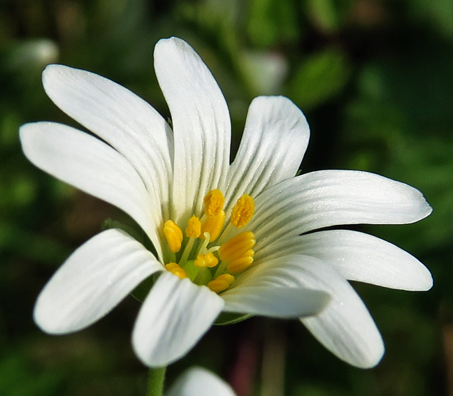 Stellaria5b