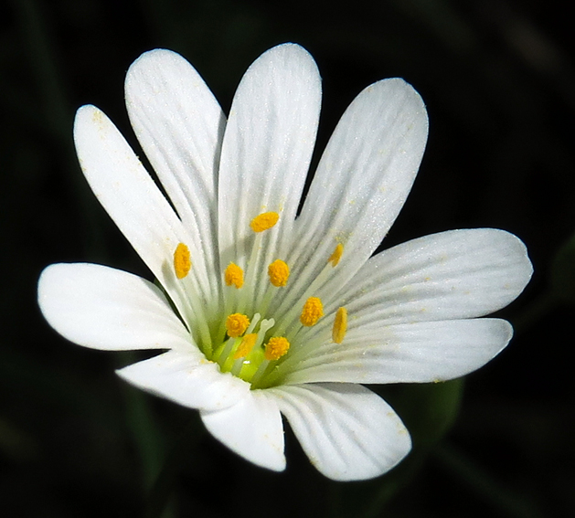 Stellaria5a