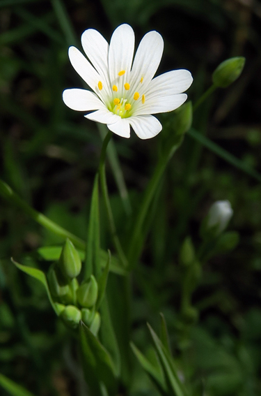 Stellaria5