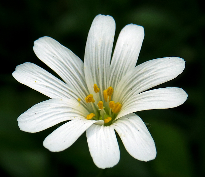 Stellaria6