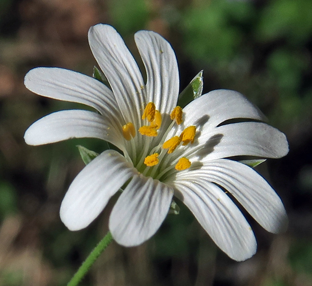 Stellaria6