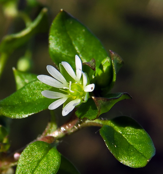 Stellaria10