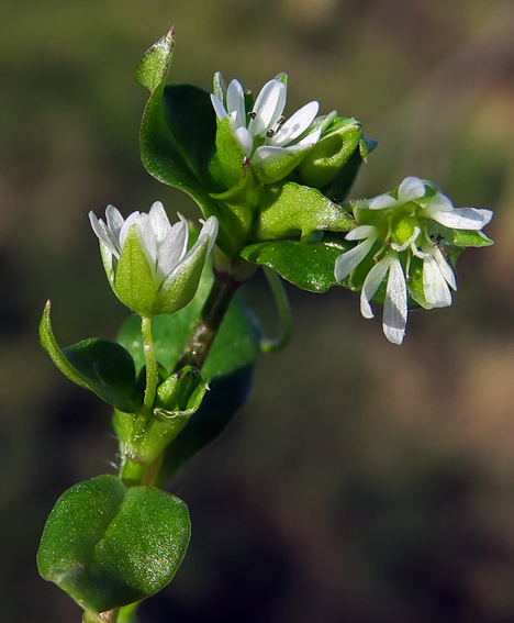 Stellaria9c