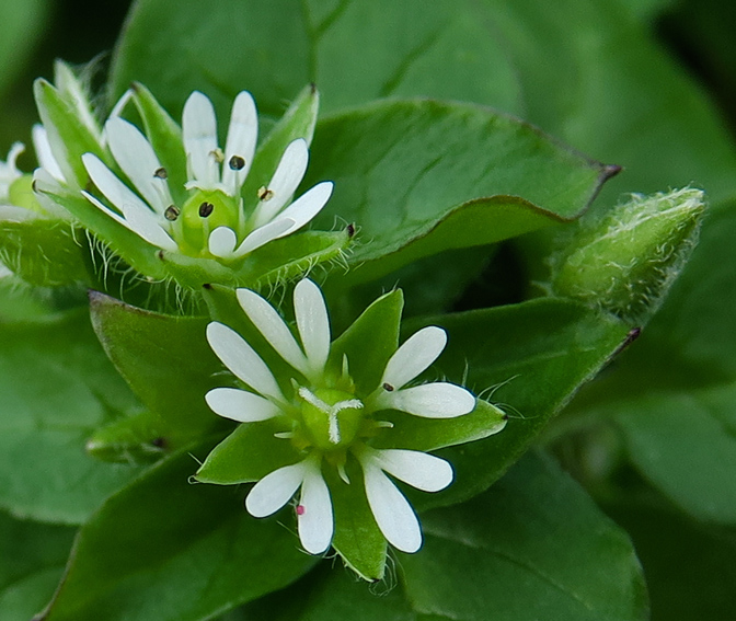 Stellaria9b