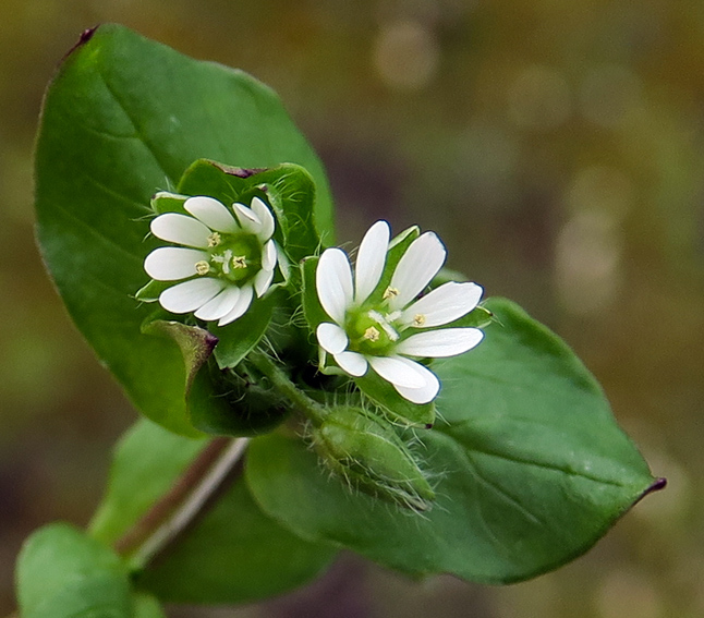 Stellaria9