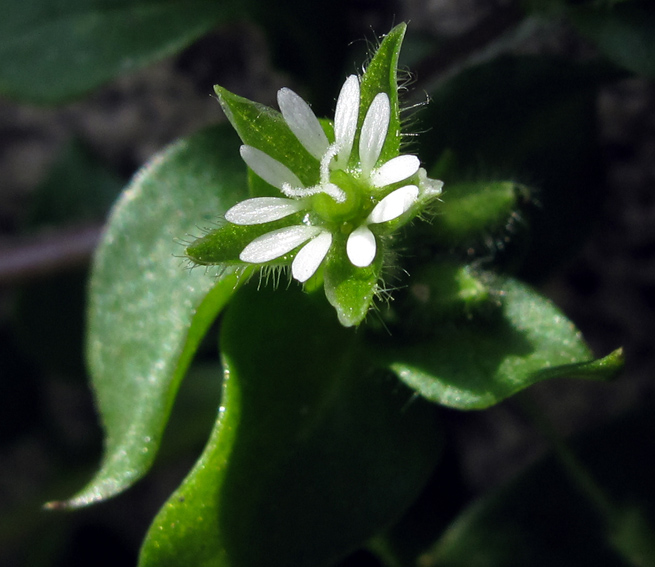 Stellaria10b