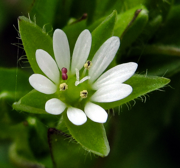 Stellaria11