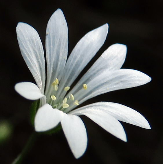 Stellaria18