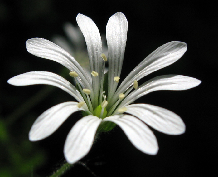 Stellaria8