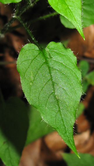 Stellaria17