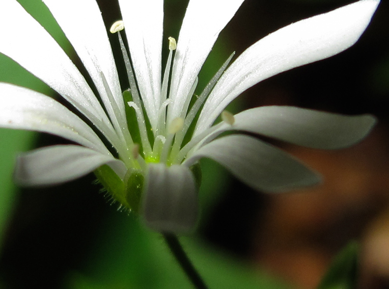 Stellaria19