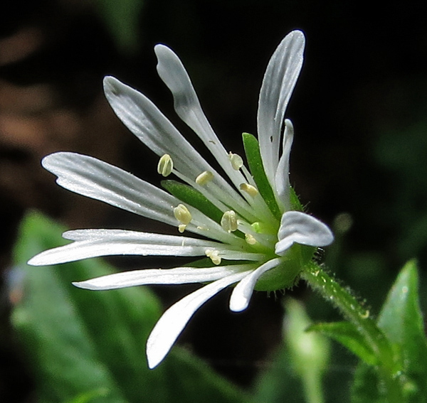 Stellaria7b