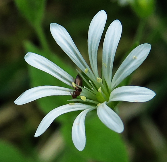 Stellaria7c