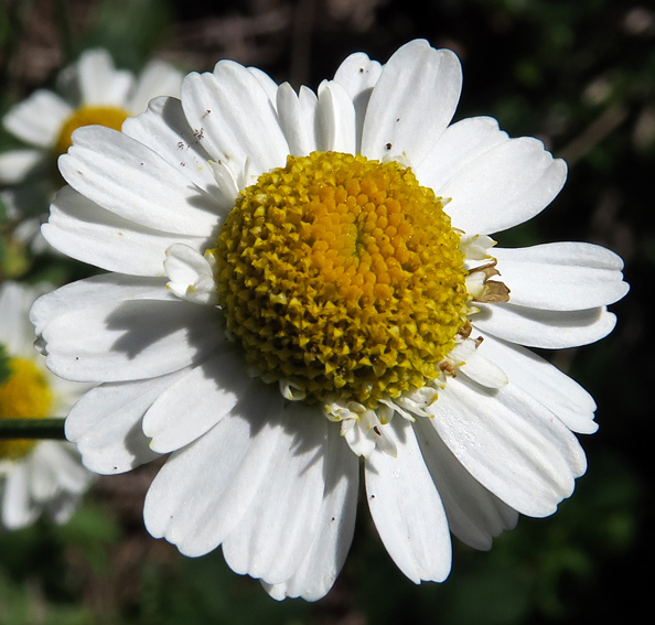 Tanacetum4