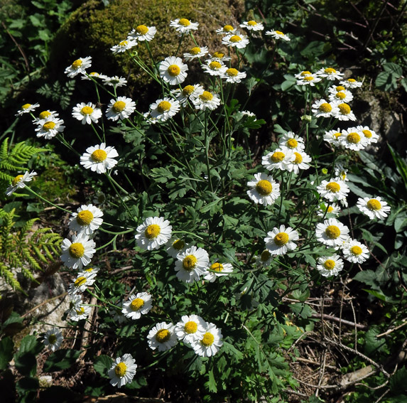 Tanacetum1