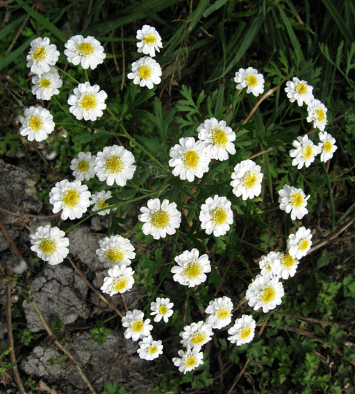 Tanacetum2