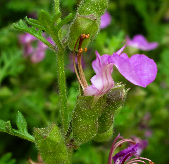 Teucrium7