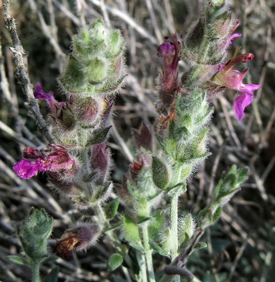 Teucrium15