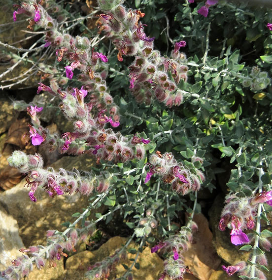 Teucrium13