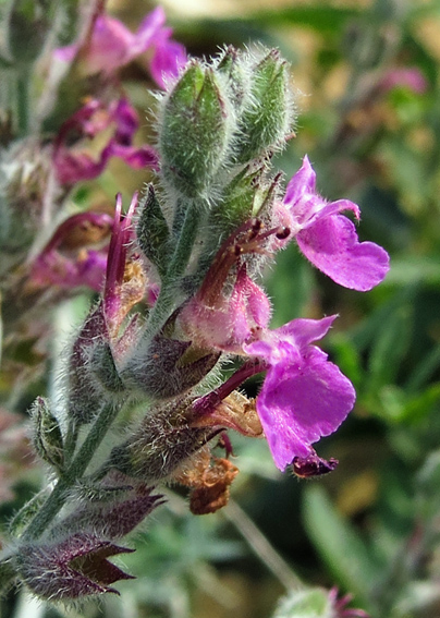 Teucrium17