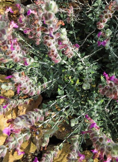 Teucrium12