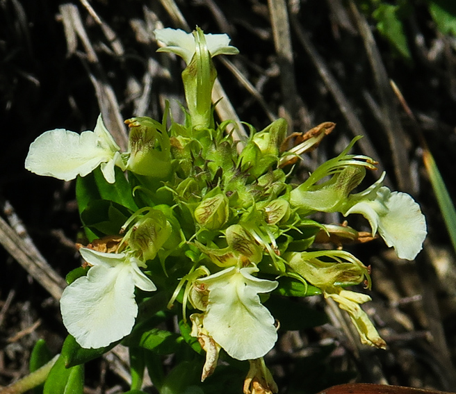 Teucrium1a