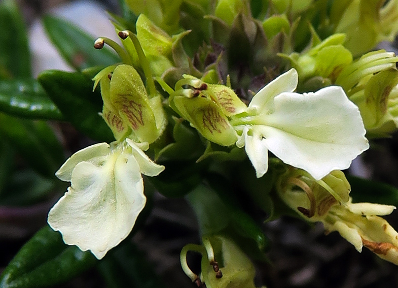 Teucrium5b