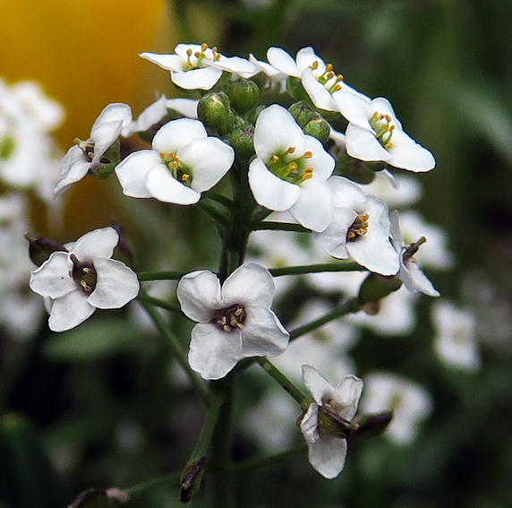 Lobularia4