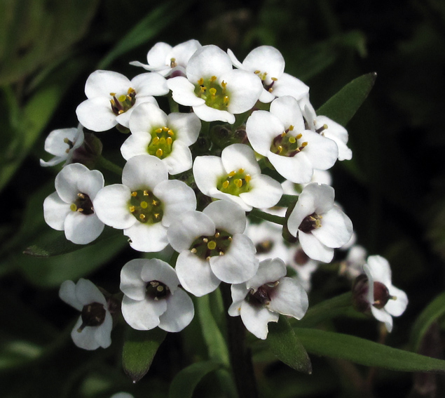 Lobularia3