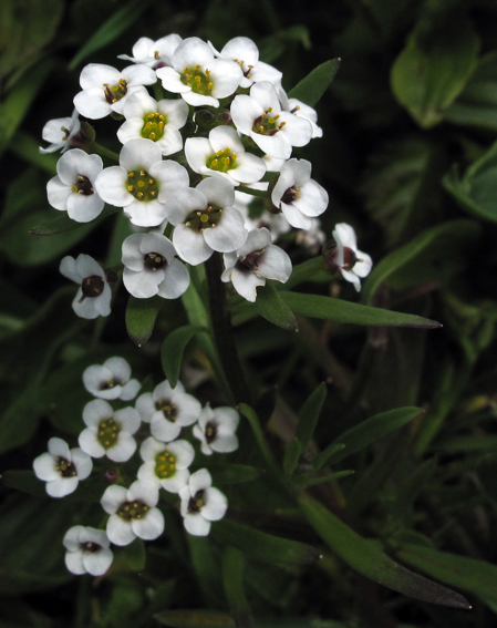 Lobularia1