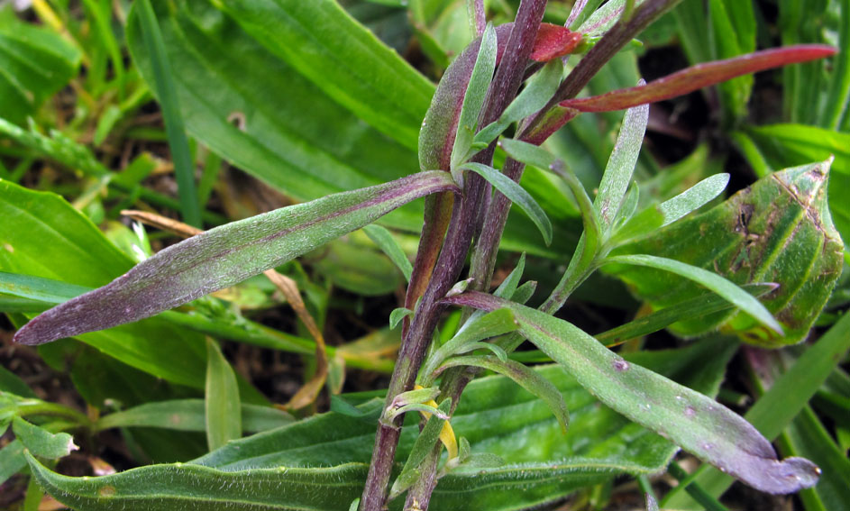 Lobularia2