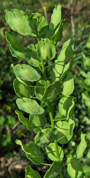 Thlaspi3