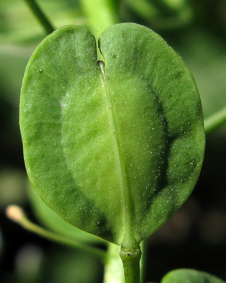 Thlaspi6