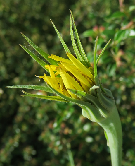 Tragopogon12