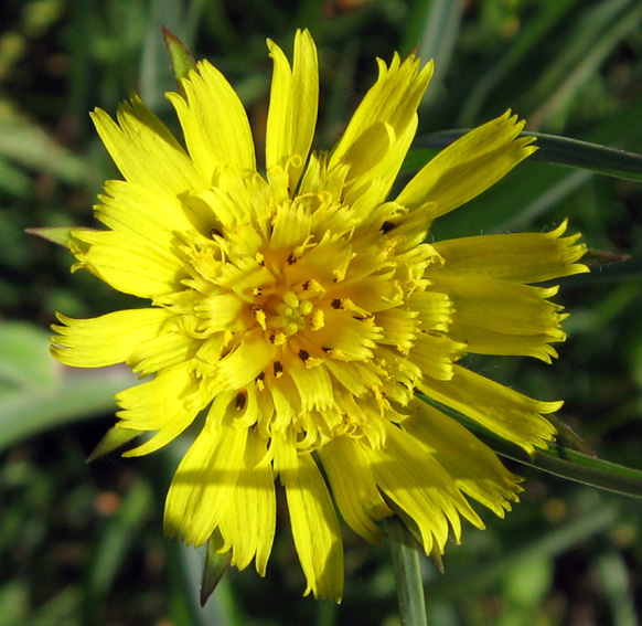 Tragopogon10