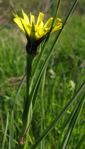 Tragopogon9