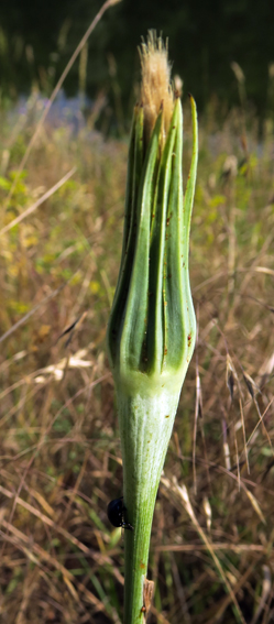 Tragopogon16