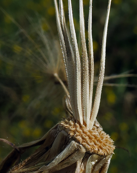 Tragopogon17