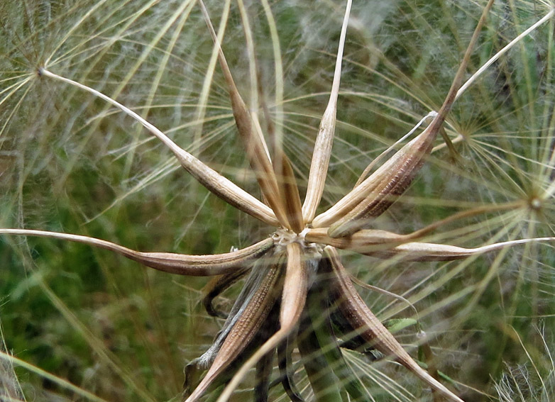 Tragopogon12b